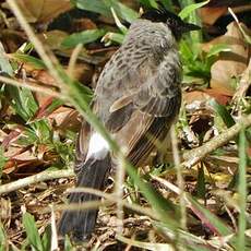 Bulbul cul-d'or