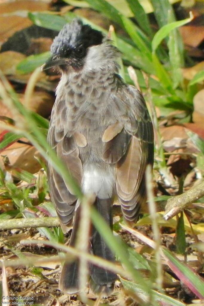 Sooty-headed Bulbuljuvenile, identification