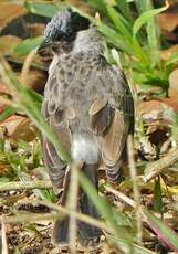 Bulbul cul-d'or