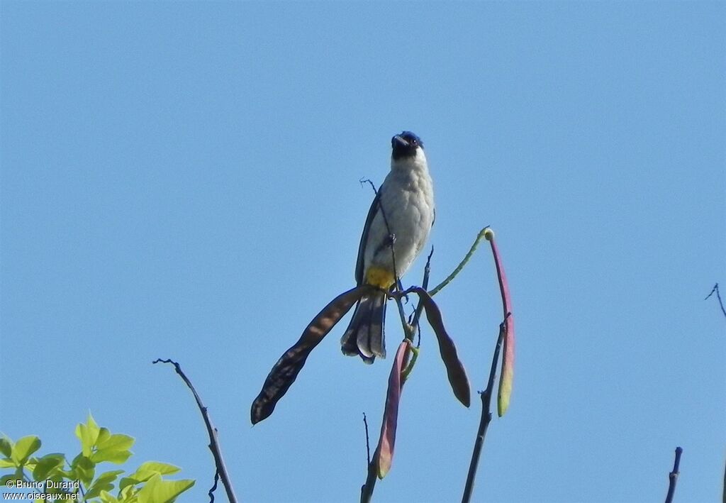 Bulbul cul-d'or, identification