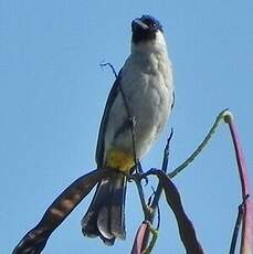 Bulbul cul-d'or