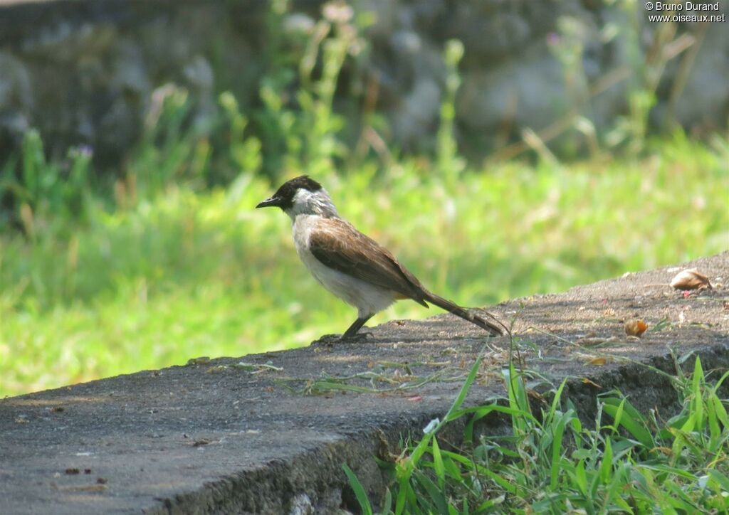 Sooty-headed Bulbul, identification, Behaviour