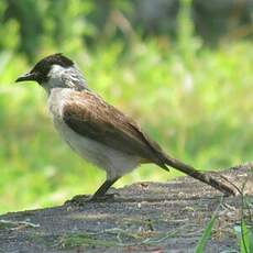 Bulbul cul-d'or