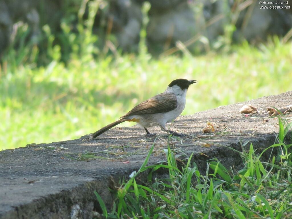 Bulbul cul-d'or, identification, régime, Comportement