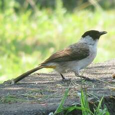 Bulbul cul-d'or