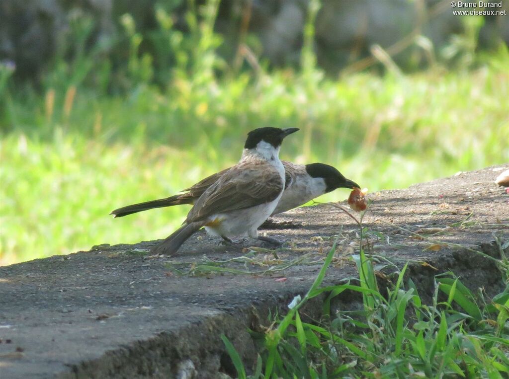 Sooty-headed Bulbuladult, identification, feeding habits, Behaviour