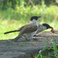 Bulbul cul-d'or