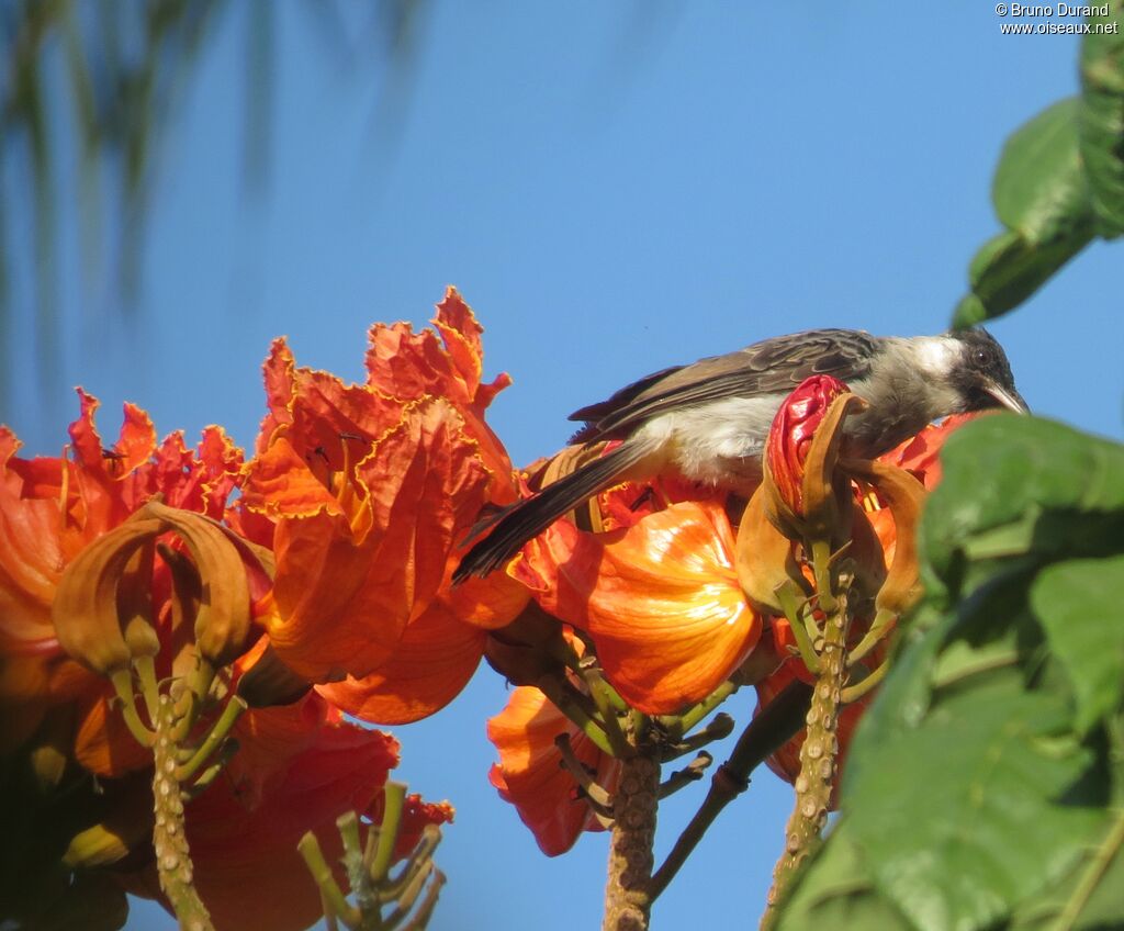 Sooty-headed Bulbul, identification, feeding habits, Behaviour