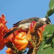 Sooty-headed Bulbul