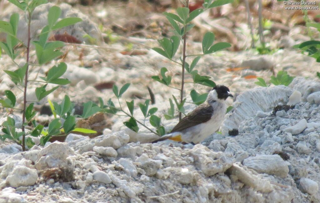 Bulbul cul-d'or, identification, Comportement