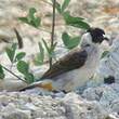 Bulbul cul-d'or