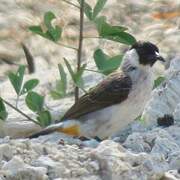 Sooty-headed Bulbul