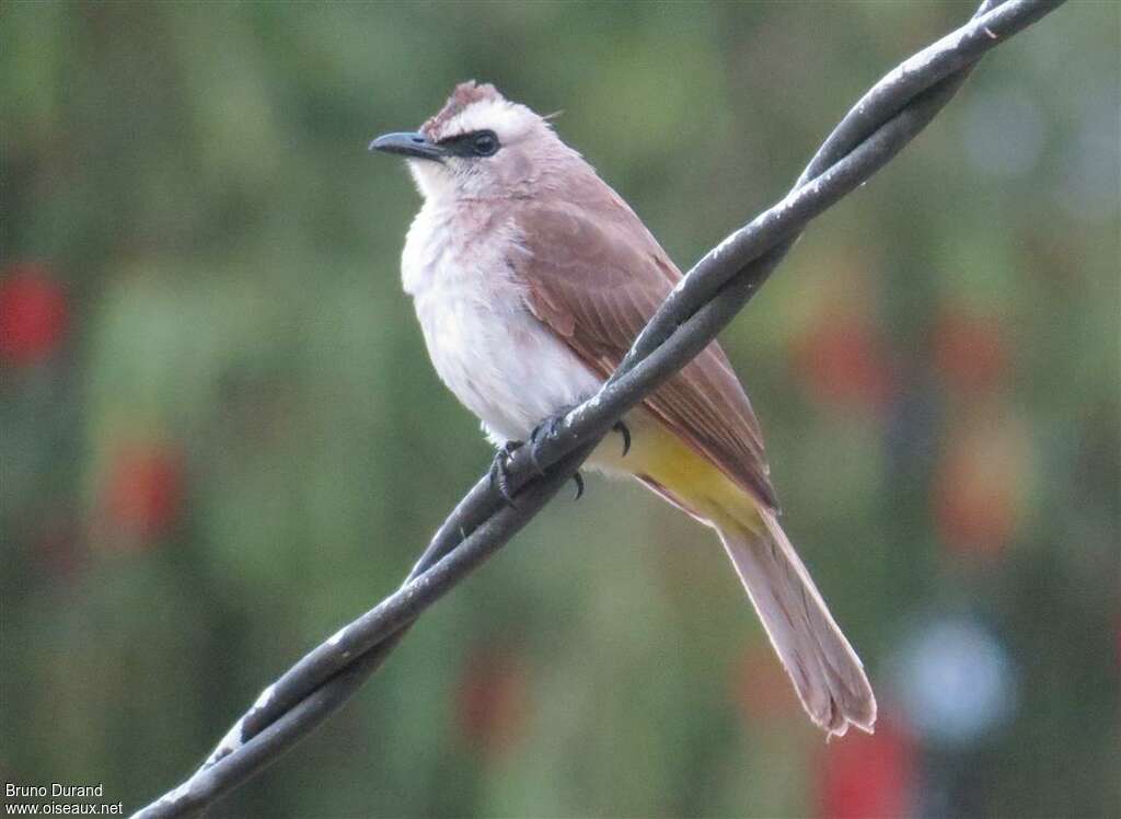 Yellow-vented Bulbuladult, Behaviour