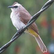 Yellow-vented Bulbul