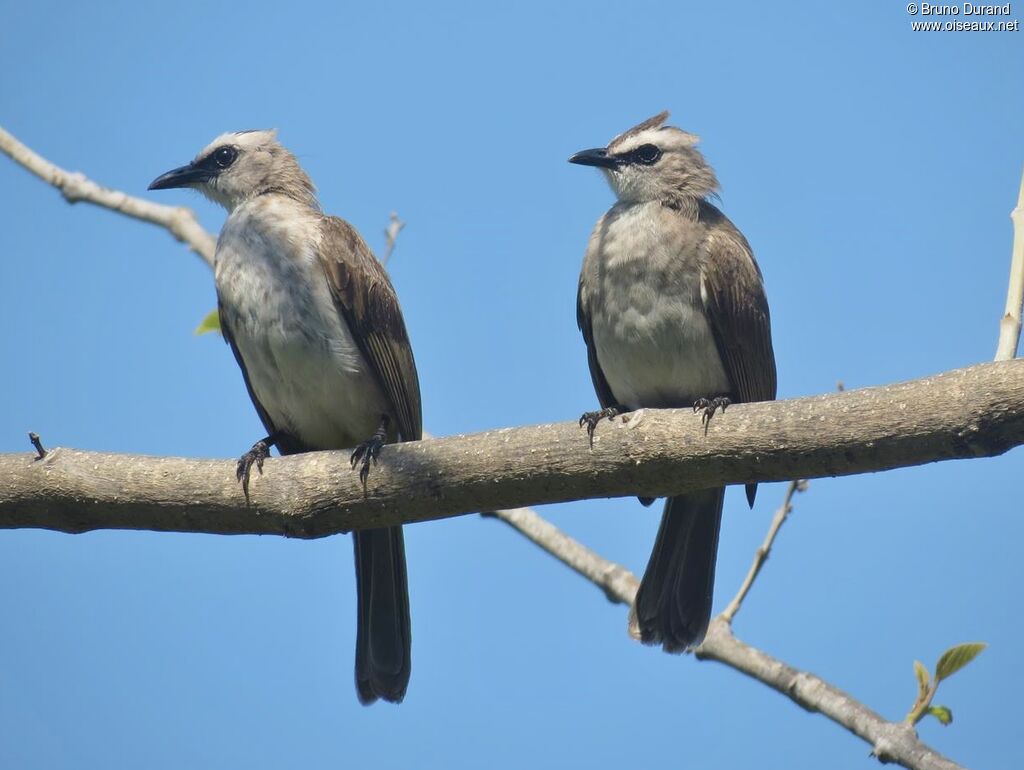 Bulbul goiavier, identification, Comportement