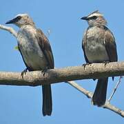 Yellow-vented Bulbul