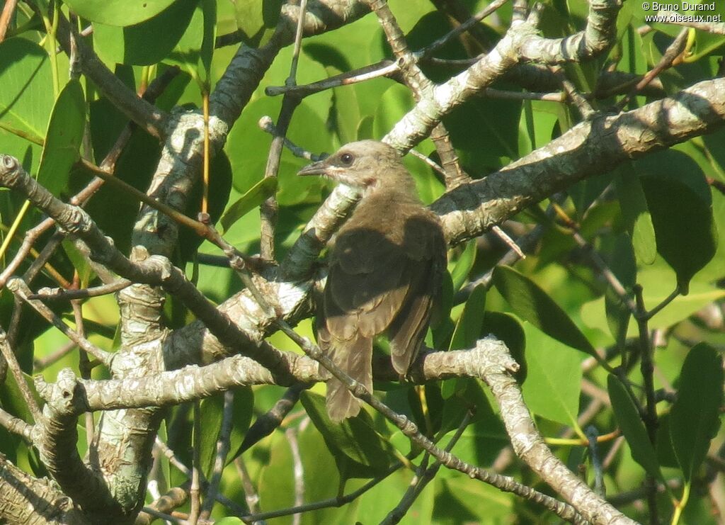 Bulbul goiavierimmature, identification, Comportement