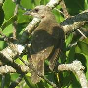 Yellow-vented Bulbul