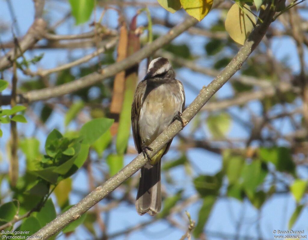 Yellow-vented Bulbuladult, identification