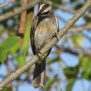 Yellow-vented Bulbul