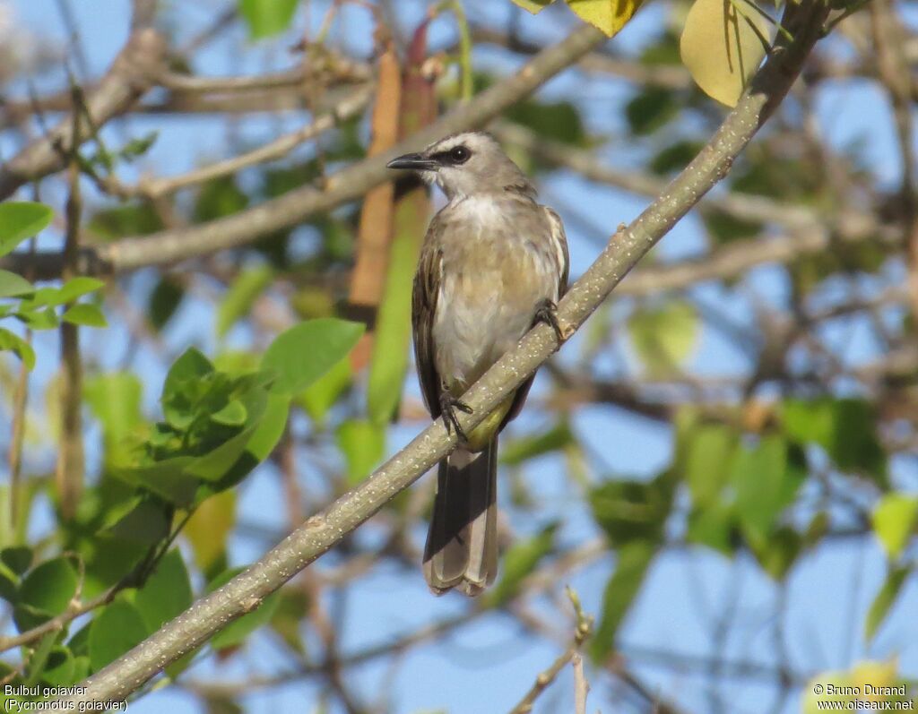 Yellow-vented Bulbuladult, identification