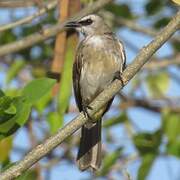 Yellow-vented Bulbul