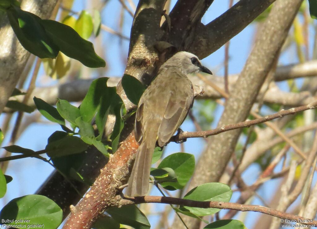 Bulbul goiavieradulte, identification