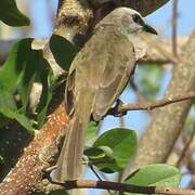 Yellow-vented Bulbul