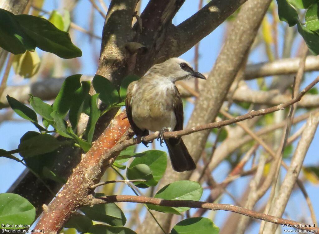 Yellow-vented Bulbuladult, identification, Behaviour