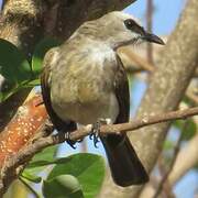 Yellow-vented Bulbul