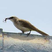 Yellow-vented Bulbul