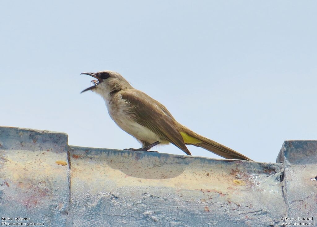 Yellow-vented Bulbuladult, identification, feeding habits