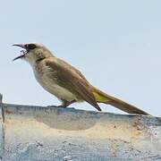 Yellow-vented Bulbul