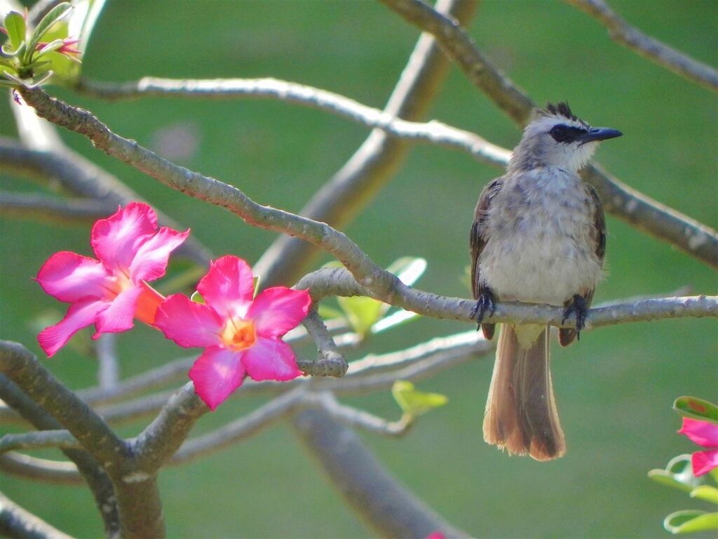 Bulbul goiavieradulte, identification, Comportement