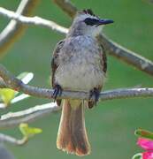 Yellow-vented Bulbul