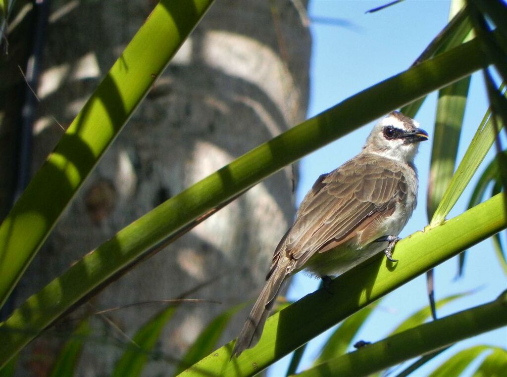 Bulbul goiavieradulte, identification, Comportement