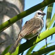 Yellow-vented Bulbul