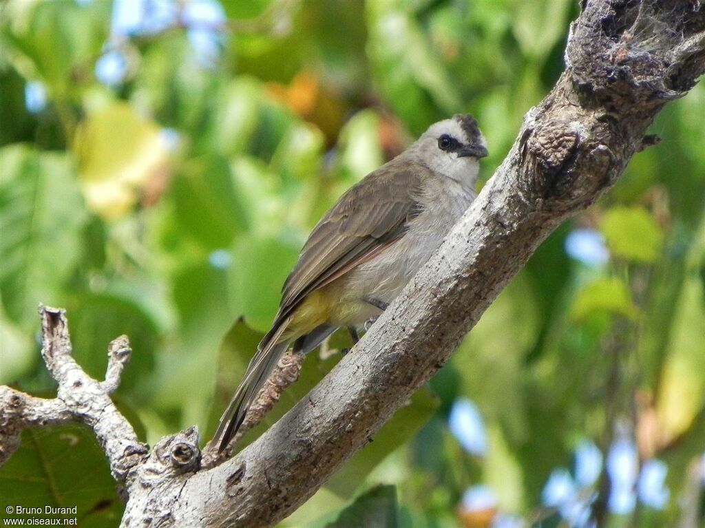 Bulbul goiavieradulte