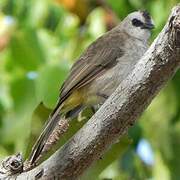 Yellow-vented Bulbul