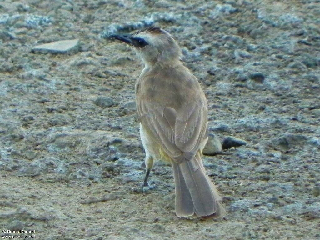 Yellow-vented Bulbuladult, identification, Behaviour