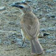 Yellow-vented Bulbul