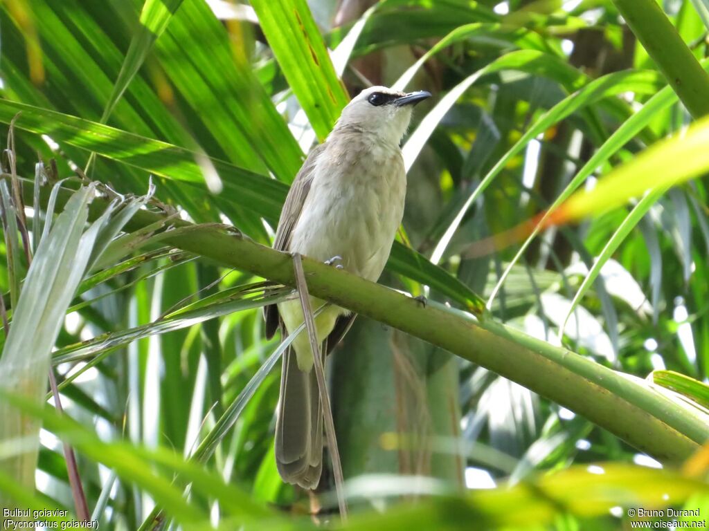 Yellow-vented Bulbuladult, identification, Behaviour