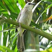 Yellow-vented Bulbul