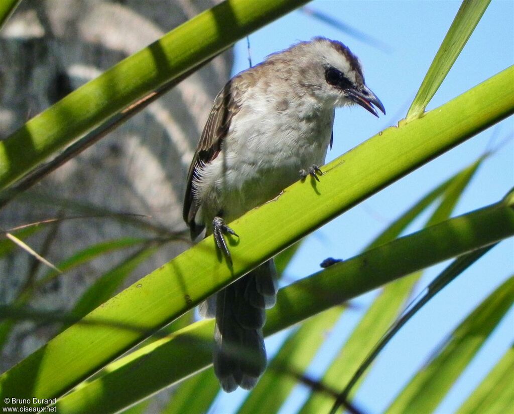 Bulbul goiavier, identification, Comportement