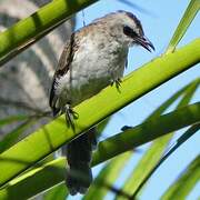 Yellow-vented Bulbul