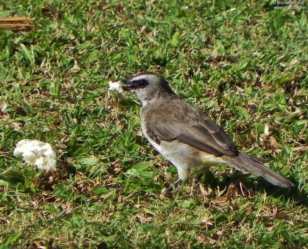 Bulbul goiavieradulte, identification, régime, Comportement