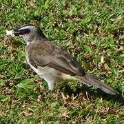 Yellow-vented Bulbul