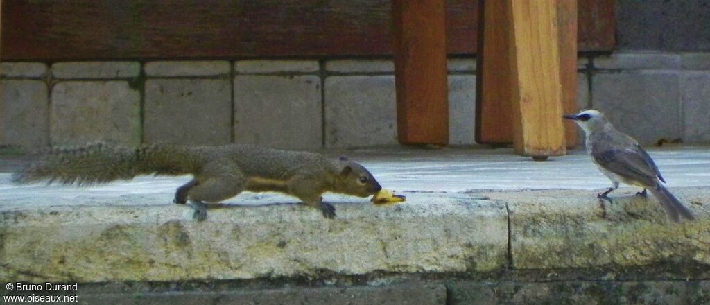 Yellow-vented Bulbuladult, feeding habits, Behaviour