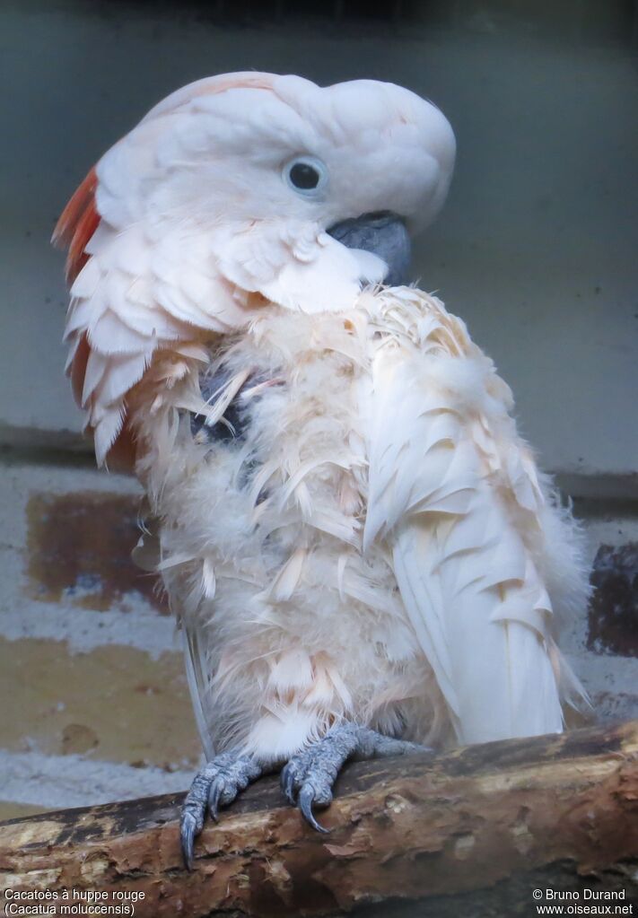 Salmon-crested Cockatoo