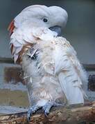 Salmon-crested Cockatoo